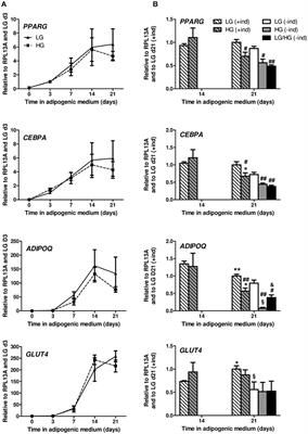 High Glucose Level Impairs Human Mature Bone Marrow Adipocyte Function Through Increased ROS Production